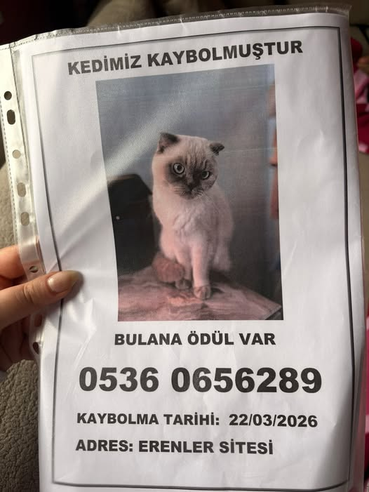 Ankara Sincan Osmanlı mahallesi Kayıp kedi aranıyor