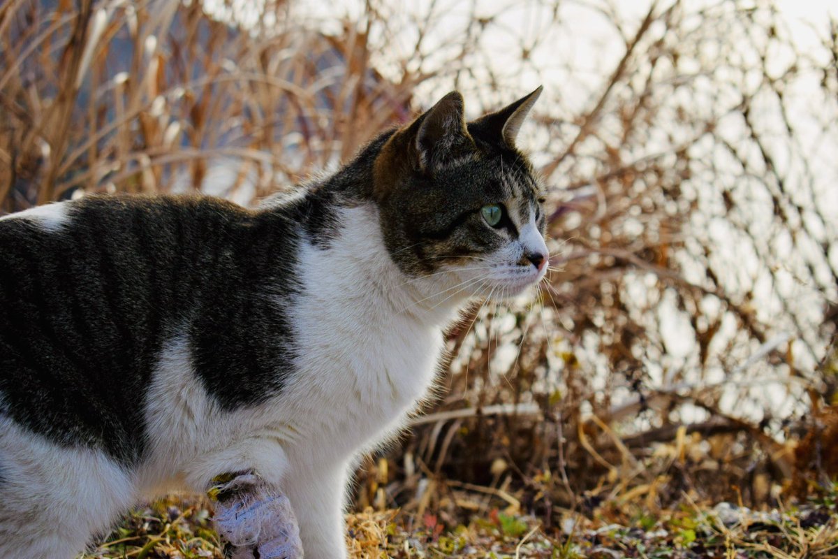 かれん tweet media