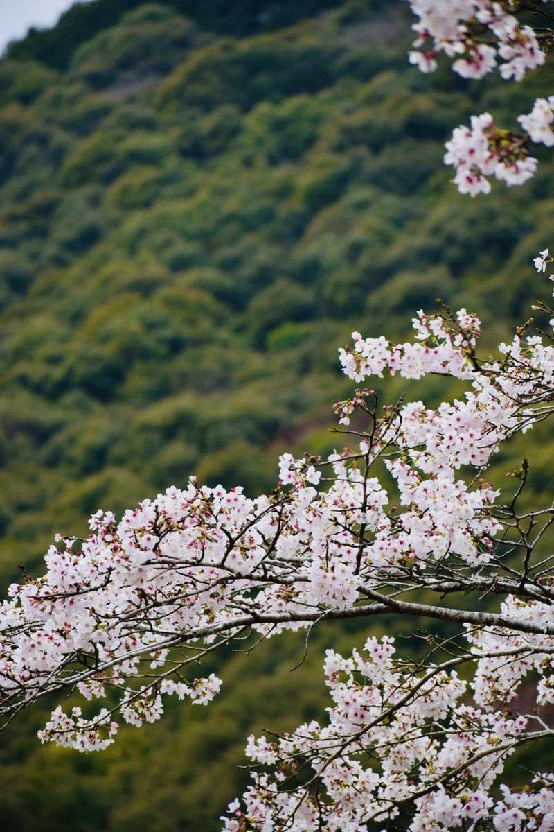 かれん tweet media