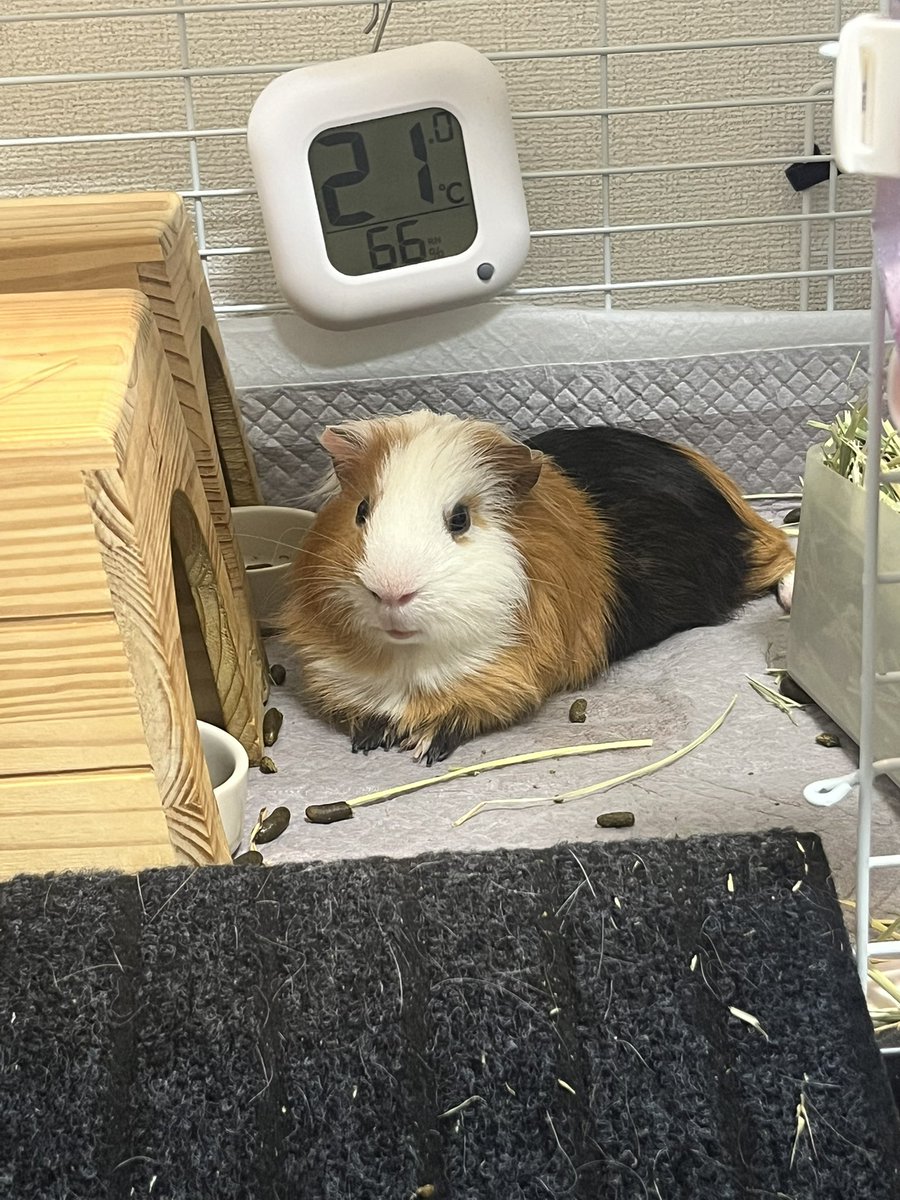 tarojirobro's tweet photo. 本当に綺麗な海苔巻き柄だ、、🍘
#モルモット　#guineapig https://t.co/vv0Oi7wk5y
