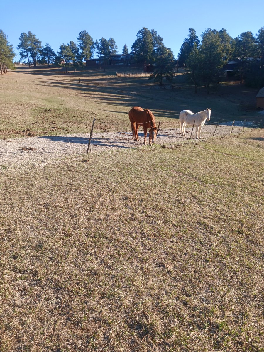 MikeSalgad19775's tweet photo. Time to feed the horses https://t.co/hI4iMyzKuc