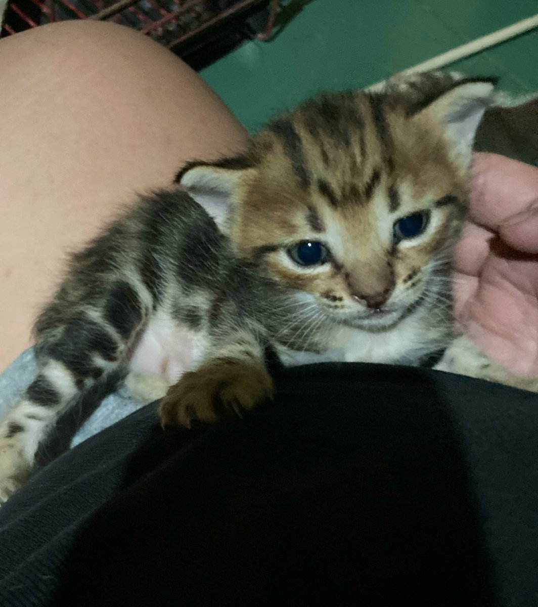 Katosh CF22 HOLO JAYA ABADI 🧟‍♀️ ,💍, 🦖 tweet media