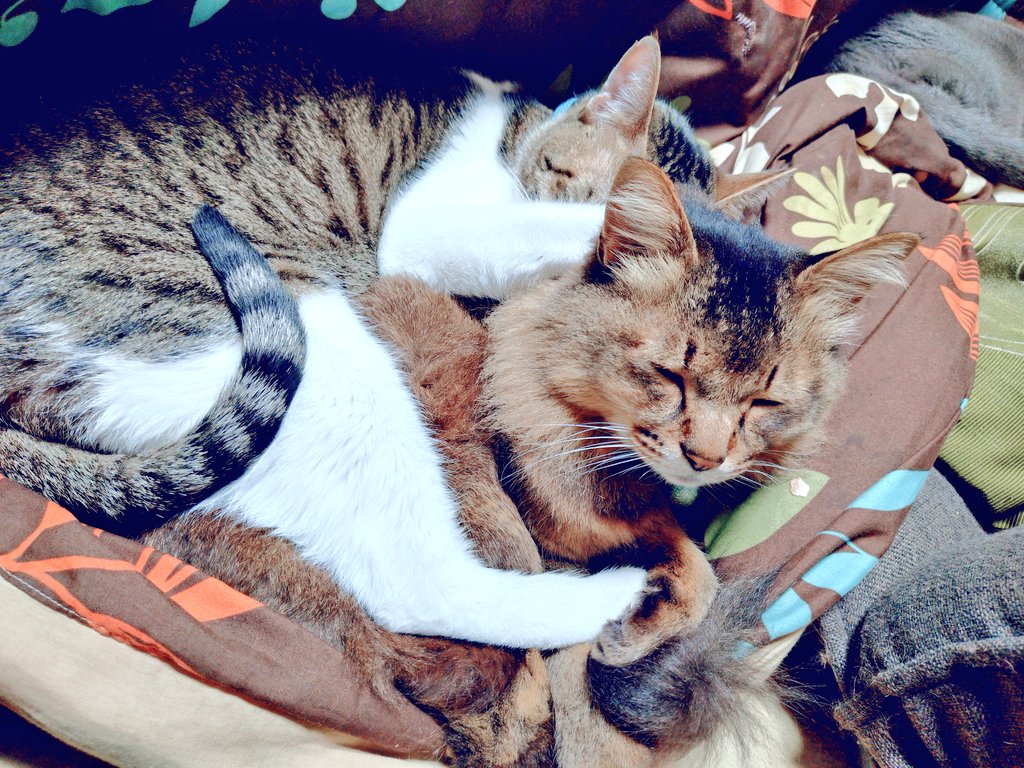 あすか@腐敗中 tweet media