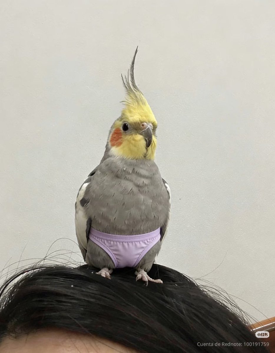 Out of Context Birds tweet media