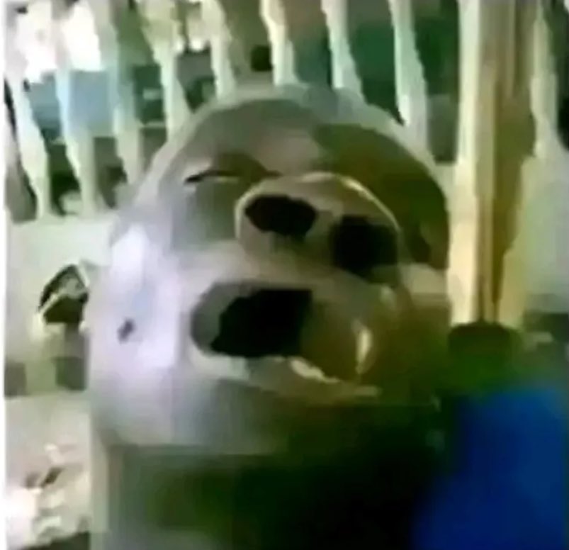 Dhat Savage tweet media