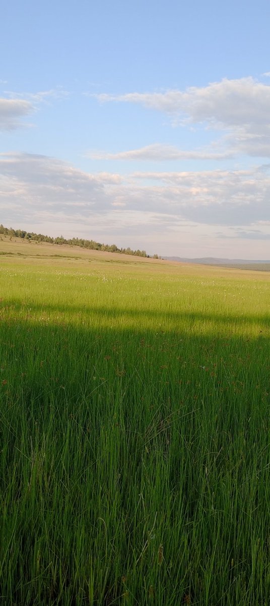 Grapeytea ☕🍇 tweet media