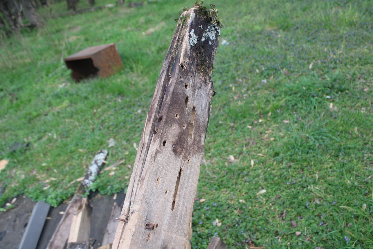 docsanderson's tweet image. #Scientists #Carpenter #RestorationProject #ApexPredator @HeartsofHeroes_ @danpeckwx
@Ginger_Zee @Nature Mags Lizzie the Rafters were Disappointing. Rot &amp;amp; Insect Damage. Hauled to Box to use saw on them. only 1 was a real 2x4. 2nd #Coffee time mwah Slow&amp;amp;Low Lelon Beautiful Day