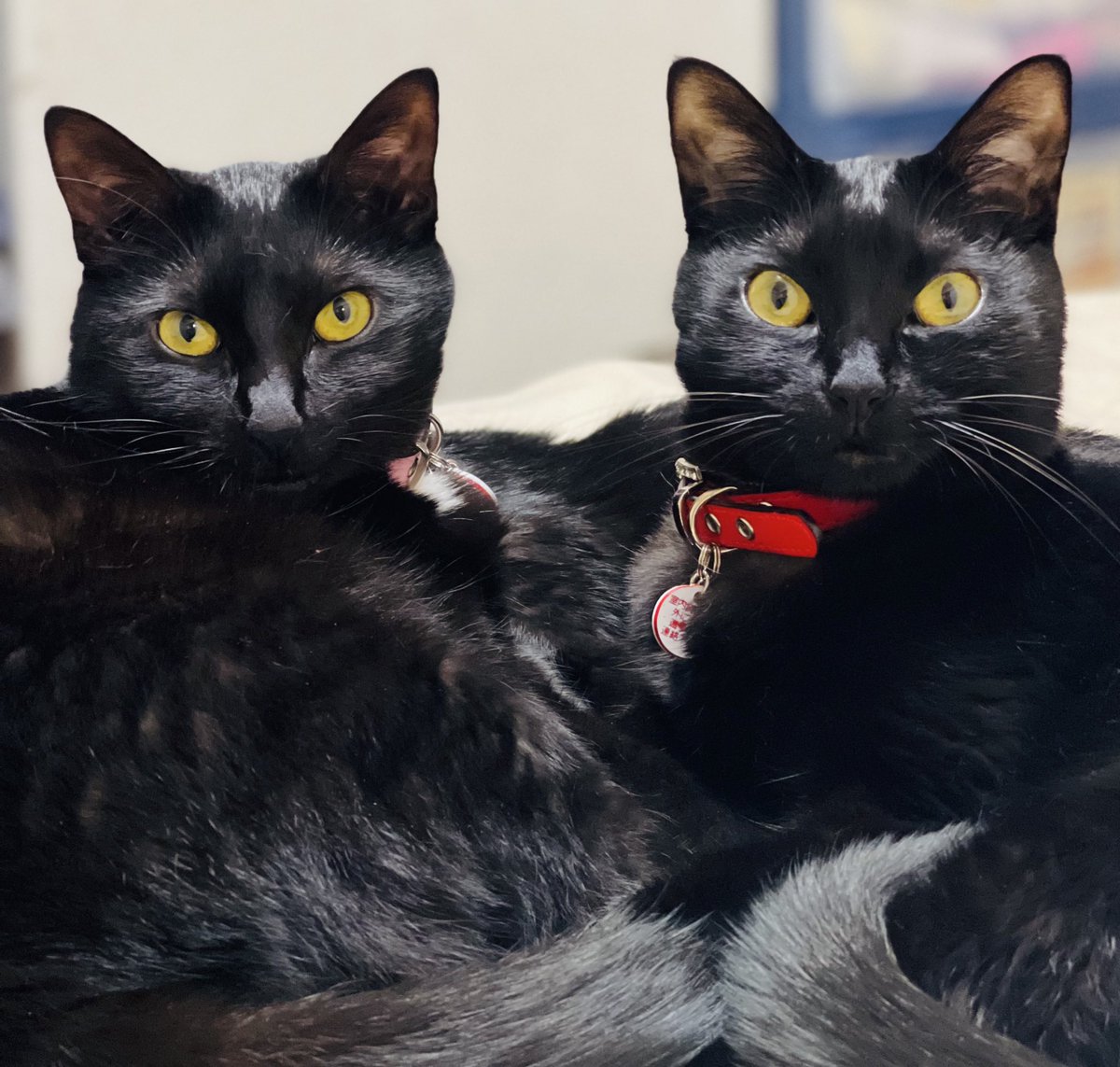bbkunie's tweet photo. 女子ズが仲良くしている🐈‍⬛🐈‍⬛ https://t.co/4mMOZ5L0nT