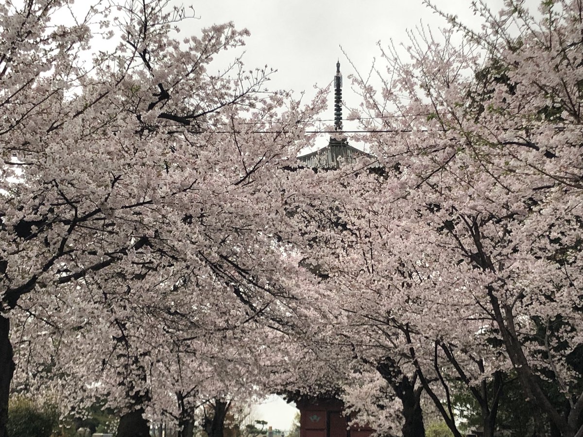 secondkotetsu's tweet photo. 桜もふぅも一緒にお花見🌸🌱✨
#妖精のもふぅ https://t.co/bOtnCafsEY