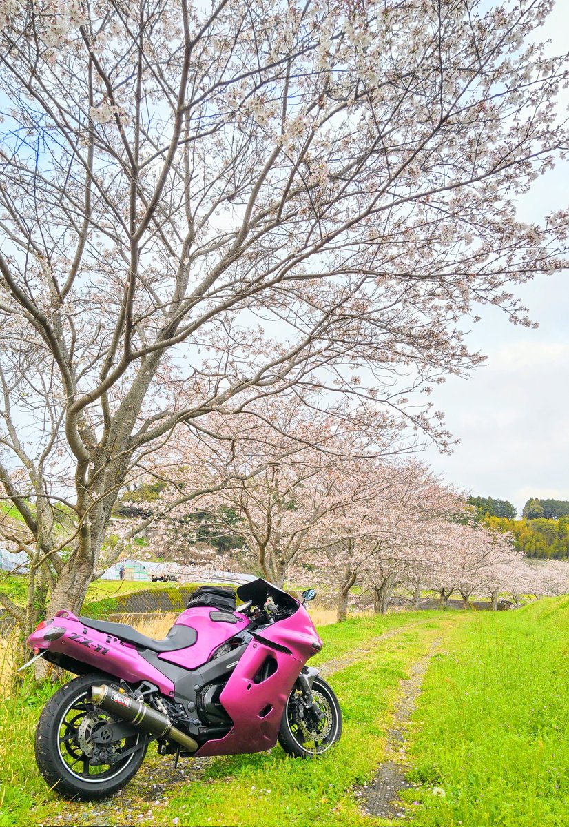マッハコーン tweet media