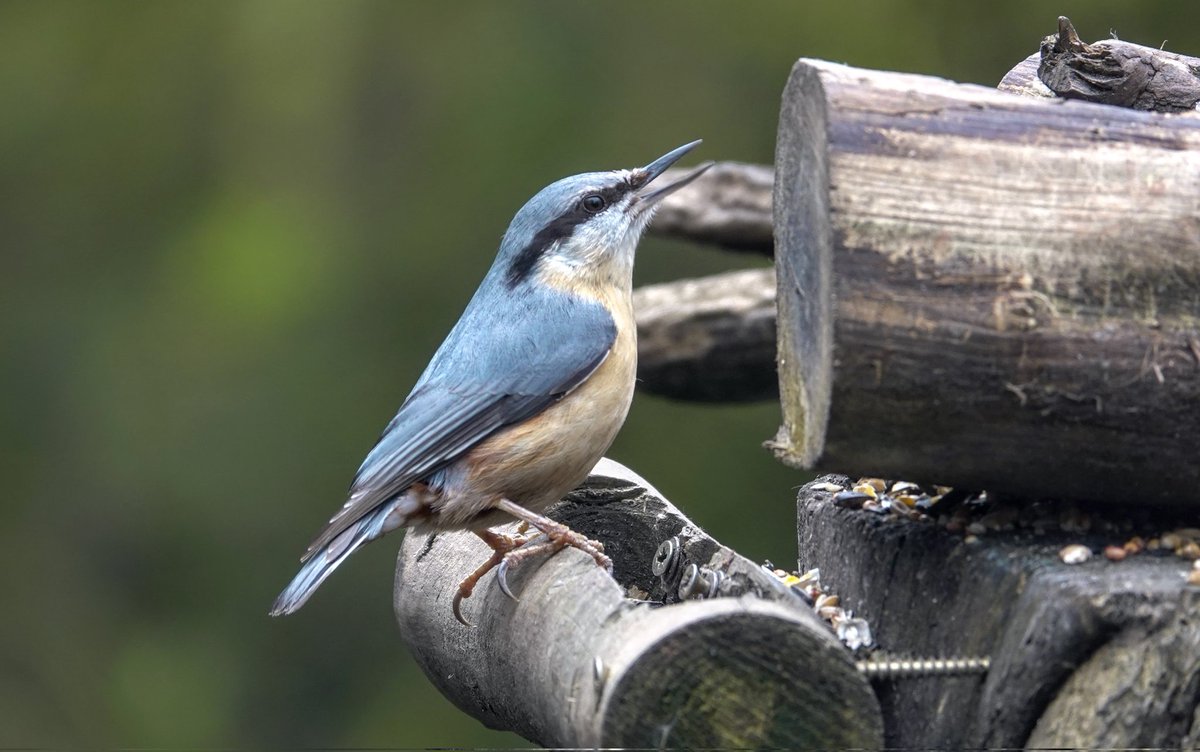 Malcolmroach12's tweet photo. Nuthatch pennington flash https://t.co/zugobwI5oy