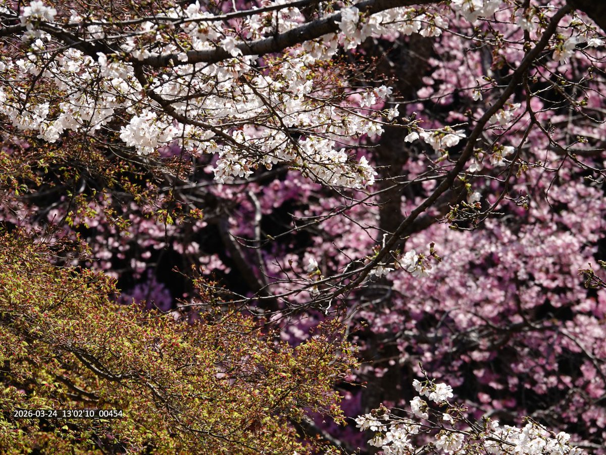 マヌちゃん (MANU-chan) tweet media