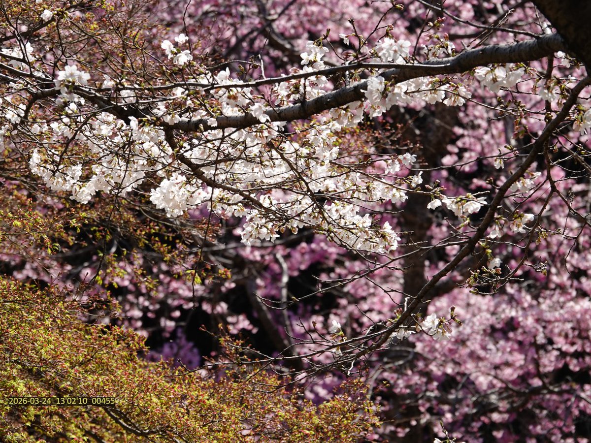 マヌちゃん (MANU-chan) tweet media