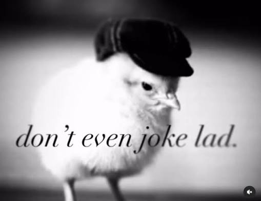 Sleep-deprived.crystalcat 🇧🇷🍉 tweet media