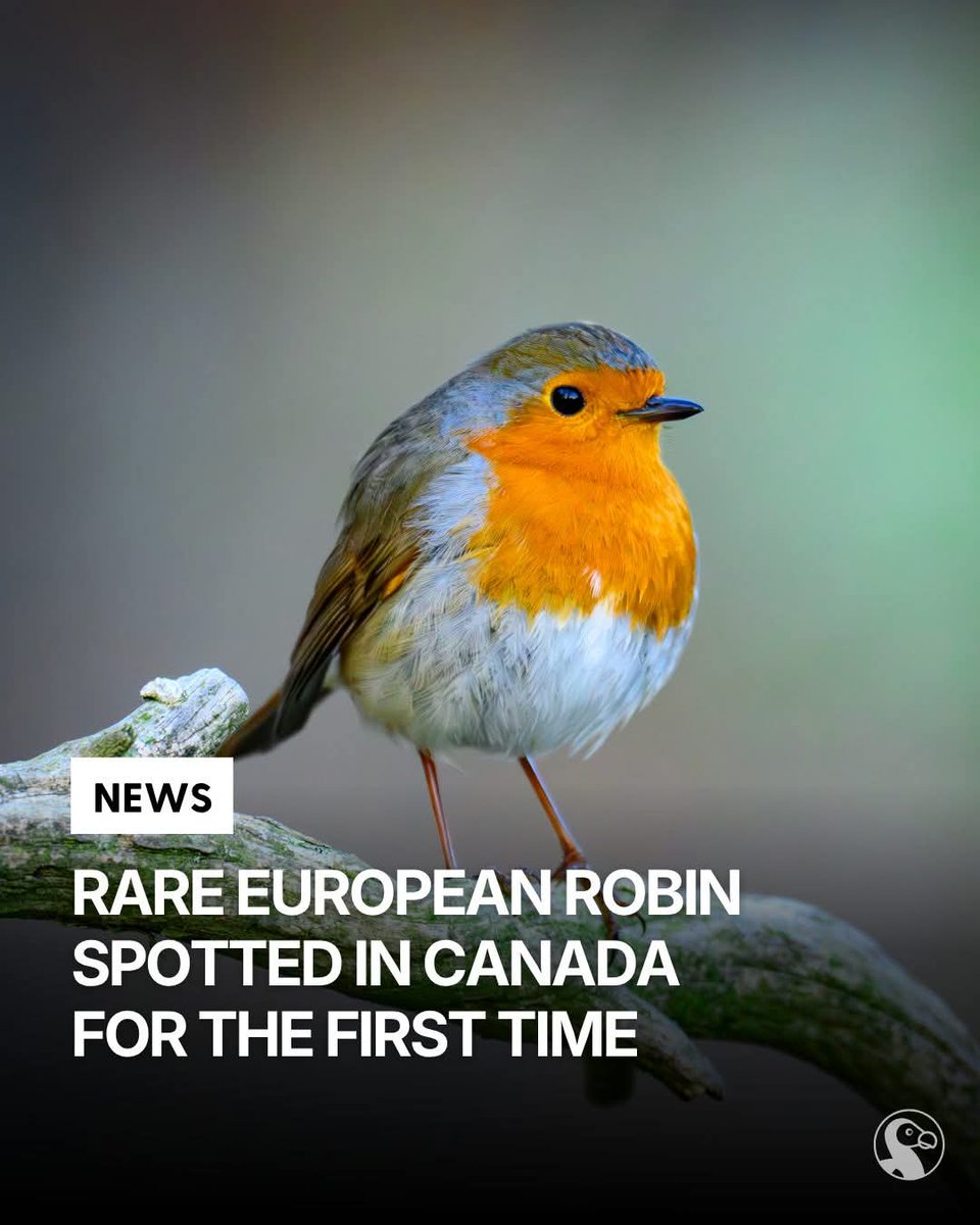 great,  more illegal immigrants 😅🤷