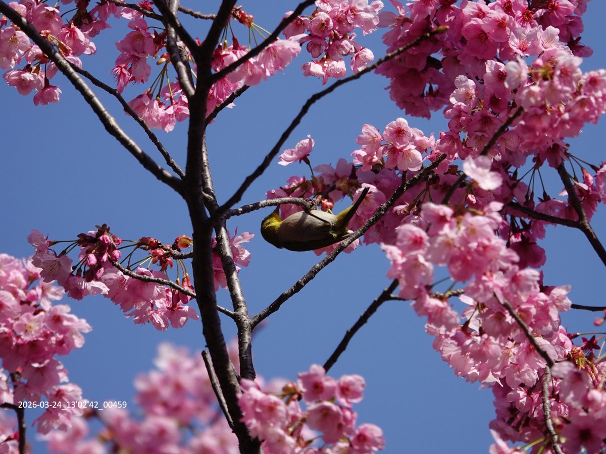 マヌちゃん (MANU-chan) tweet media