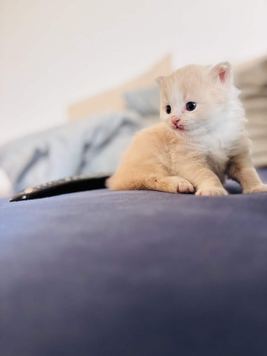 Bayêdîn tweet media