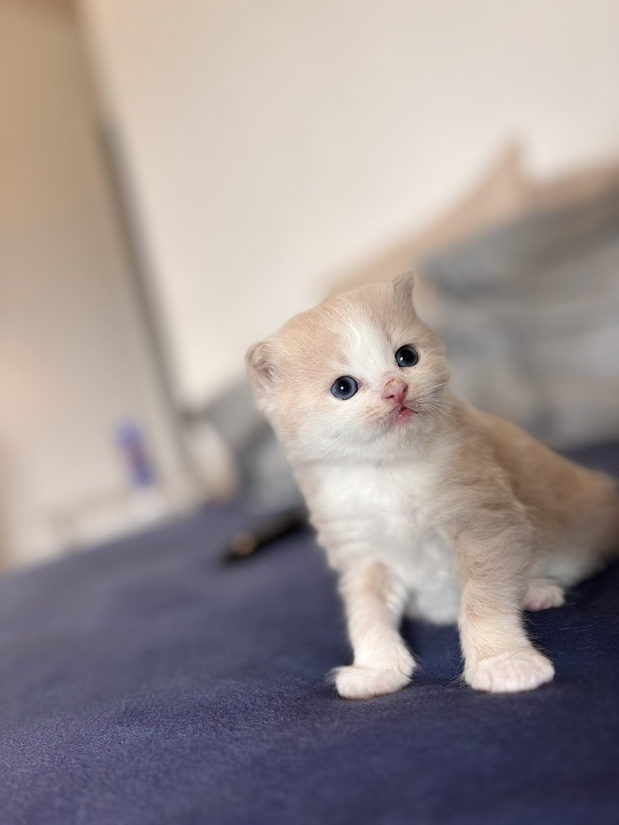 Bayêdîn tweet media