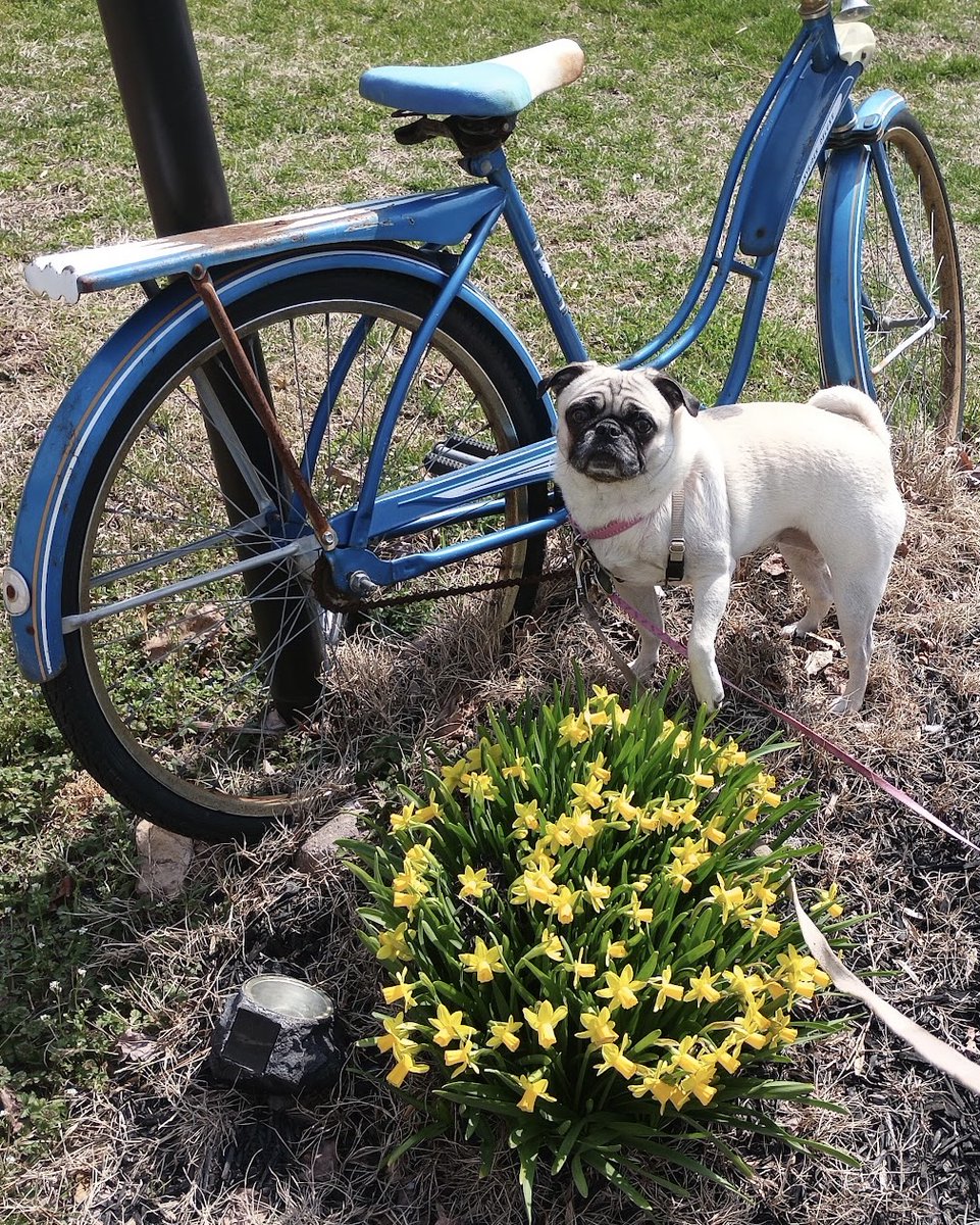 starlord4e's tweet photo. #WontLookWednesday #AprilFoolsDay Get it?๐๐ฅฐ๐พ We think the Spring warmth here is also April Fools Day too!๐ #dogsofX #dogsoftwitter #pugsofX #pugsoftwitter #petsofX #petsoftwitter #catsofX #catsoftwitter https://t.co/pFBSOjmlW8