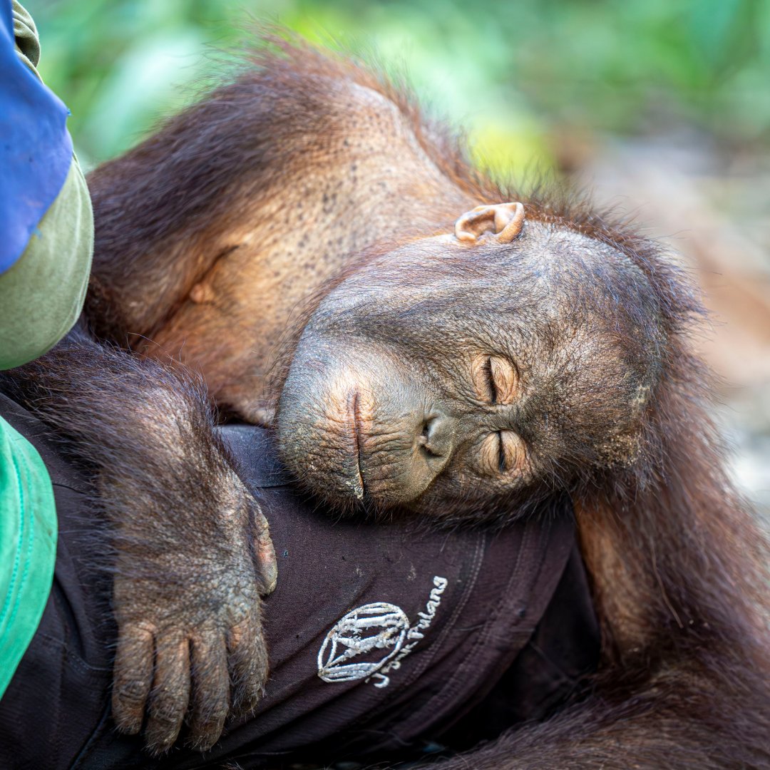 FOUR PAWS International tweet media