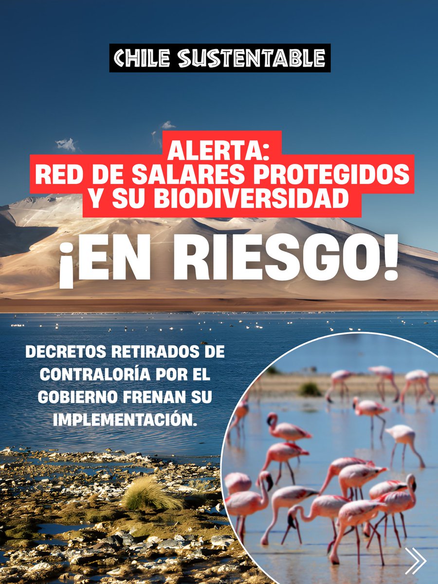 ONG Chile Sustentable 🌎 tweet media