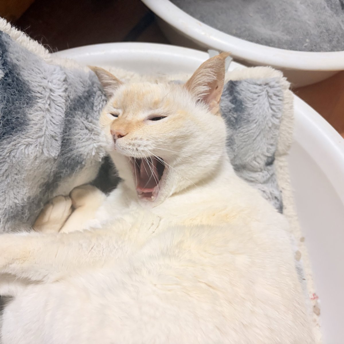 高知のヒーロン tweet media