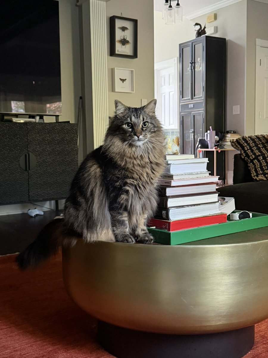 Mrs. Muffin Hemingway tweet media