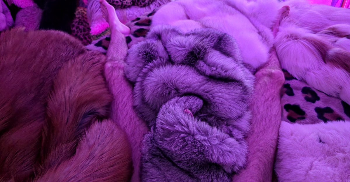 FurFetFun tweet media