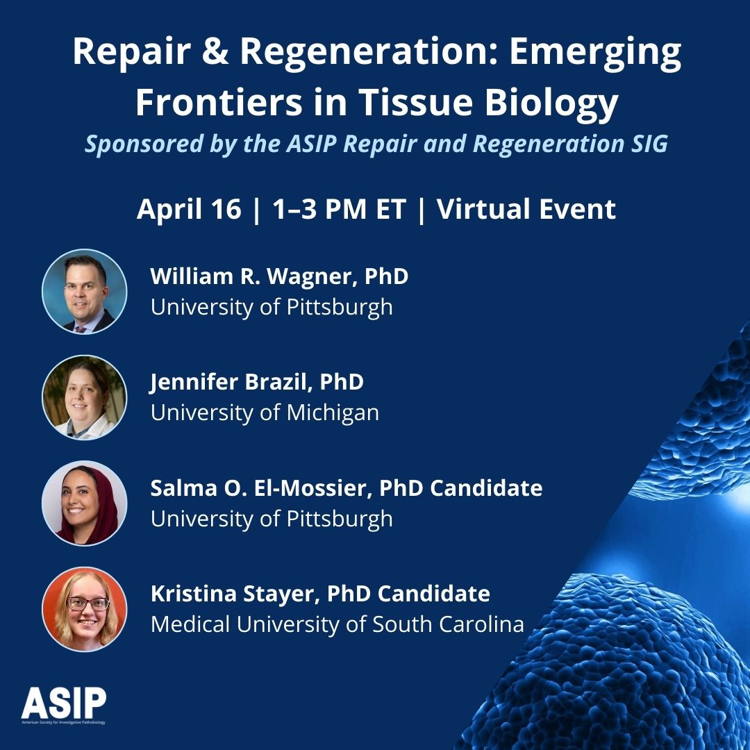 ASIPath's tweet image. On April 16, the ASIP Repair &amp;amp; Regeneration SIG is hosting a #VirtualEvent on emerging frontiers in tissue biology! Register here bit.ly/3PKVO9T #TissueRepair #Repair #Regeneration

@PittBioE @UPMCPathology @UMichPath @MedUnivSC