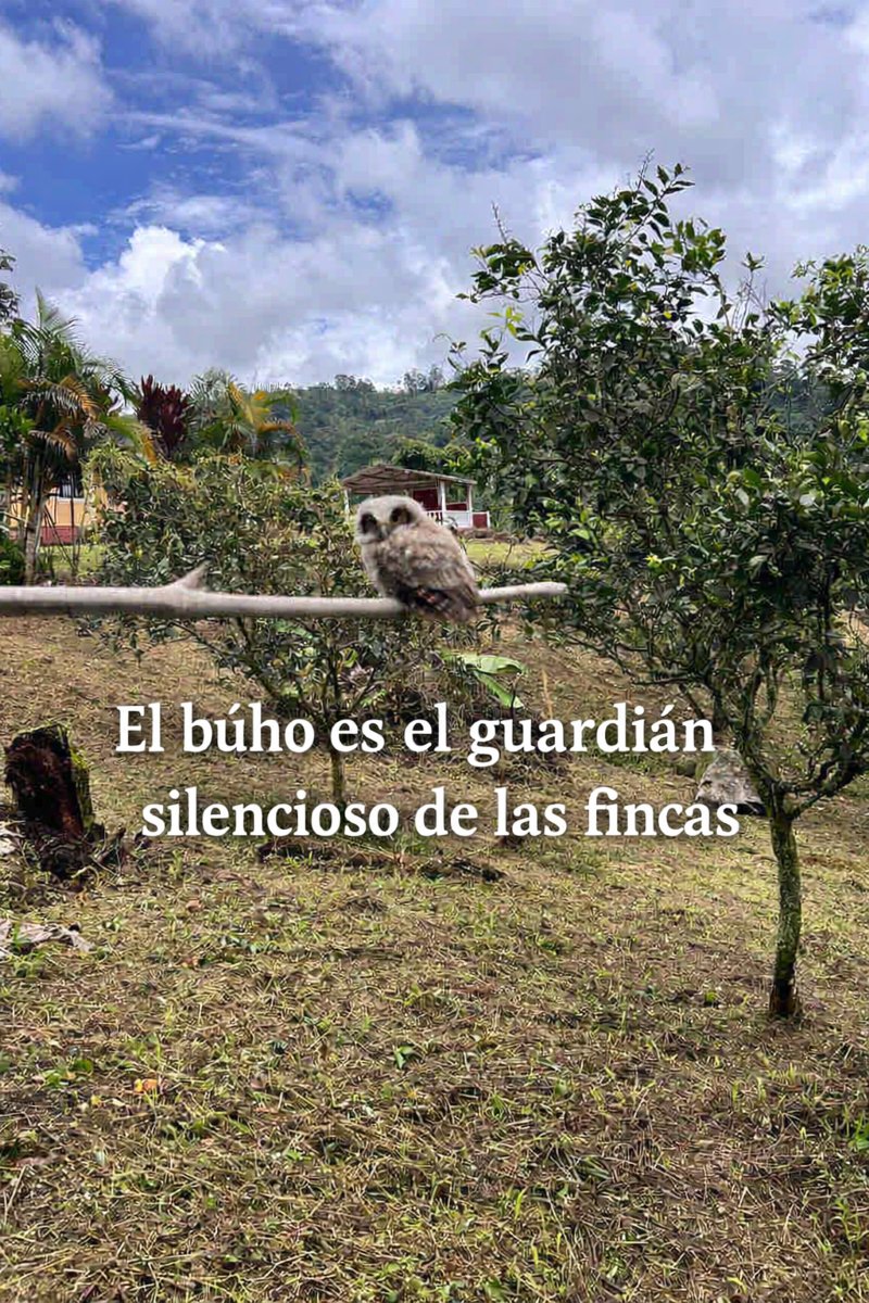 ColombiaBP's tweet image. Buenos días desde la finca El Refugio, municipio Mesitas del Colegio. Miren quién nos visitó hoy. Un búho mochuelo. 
Texto/Fotos Daniel Medina
¡La naturaleza siempre sorprende!
#Búho #AgroSostenible #ControlDePlagas #Cultivos #Agroecología