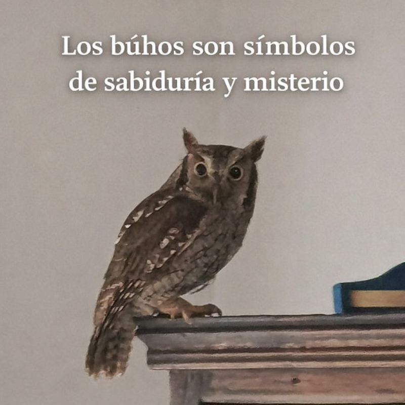 ColombiaBP's tweet image. Buenos días desde la finca El Refugio, municipio Mesitas del Colegio. Miren quién nos visitó hoy. Un búho mochuelo. 
Texto/Fotos Daniel Medina
¡La naturaleza siempre sorprende!
#Búho #AgroSostenible #ControlDePlagas #Cultivos #Agroecología