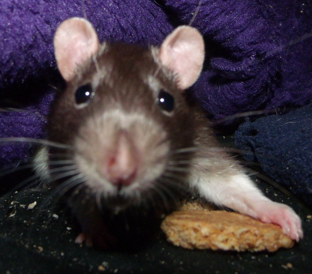 🐀 Enki tweet media