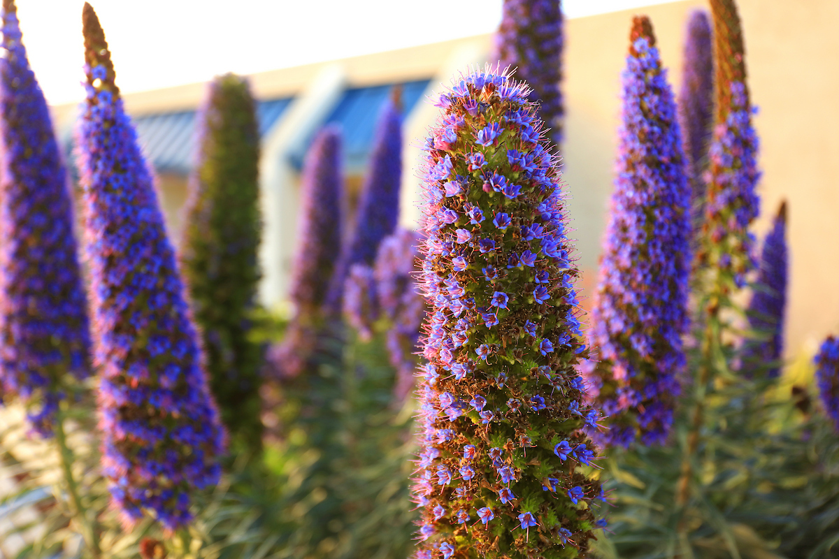 Cal State Monterey Bay tweet media