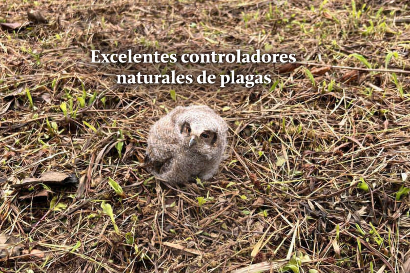 ColombiaBP's tweet image. Buenos días desde la finca El Refugio, municipio Mesitas del Colegio. Miren quién nos visitó hoy. Un búho mochuelo. 
Texto/Fotos Daniel Medina
¡La naturaleza siempre sorprende!
#Búho #AgroSostenible #ControlDePlagas #Cultivos #Agroecología