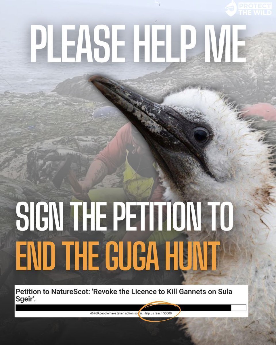 Protect the Wild tweet media