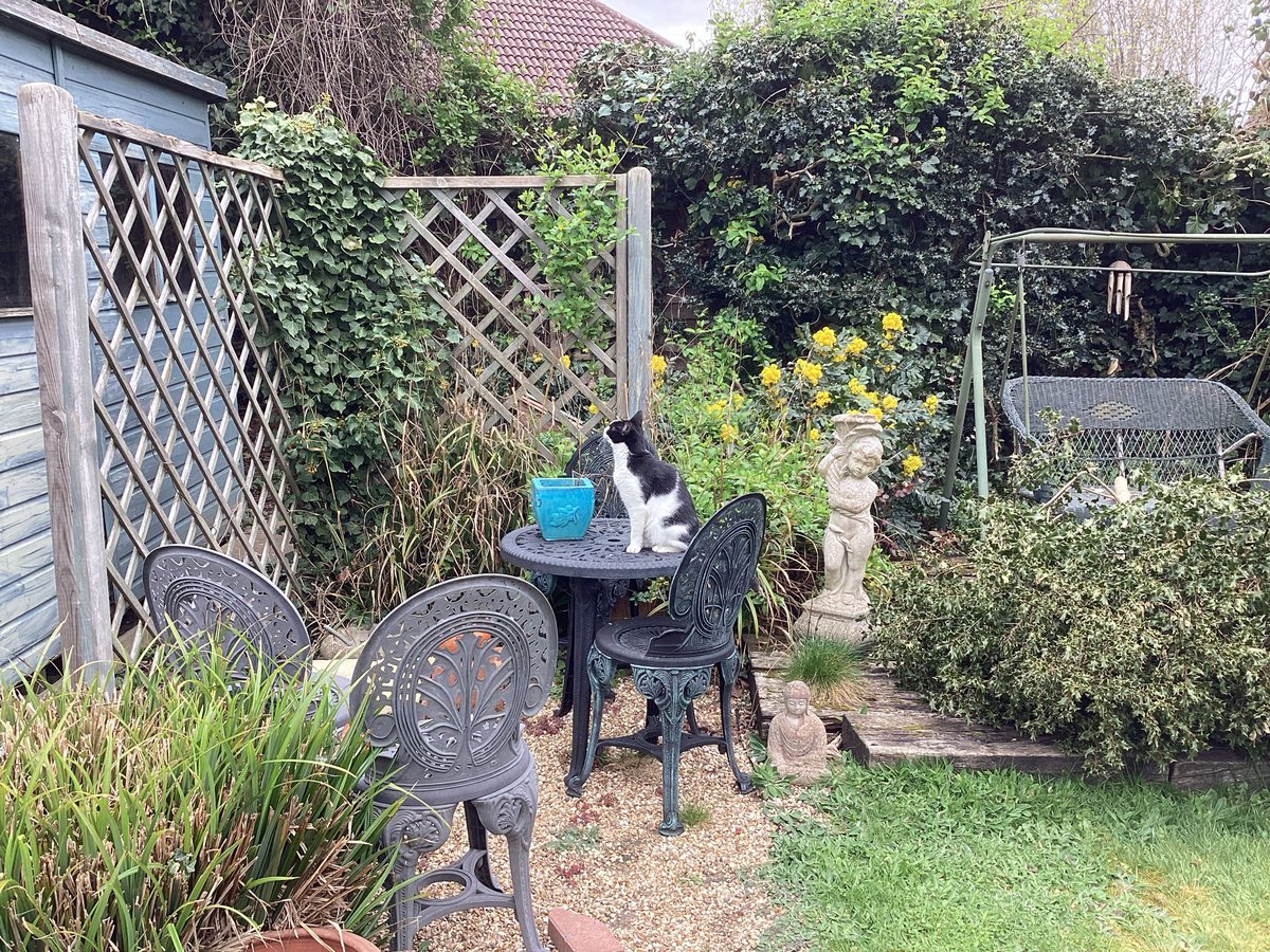 🐾 It's mees.....der Booboo 😻 tweet media