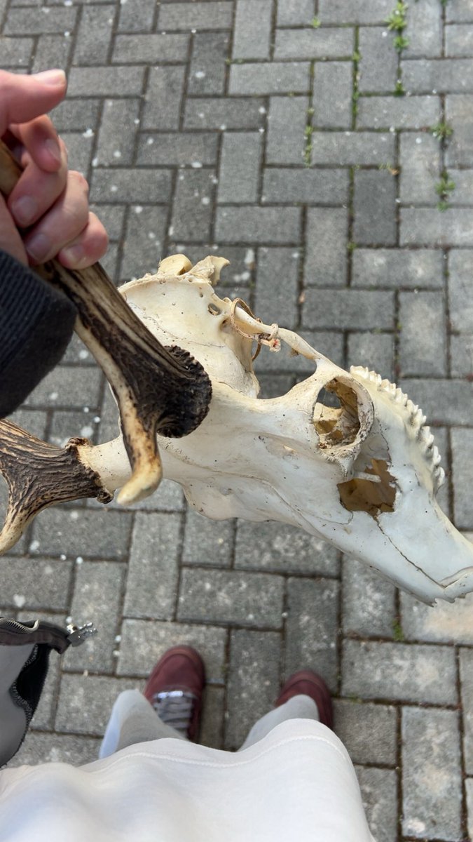 $€X🐍 tweet media