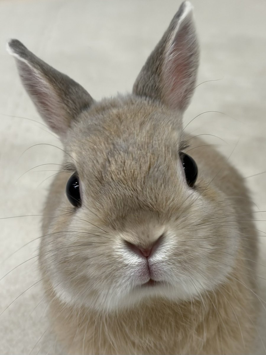 うさぎのもか tweet media