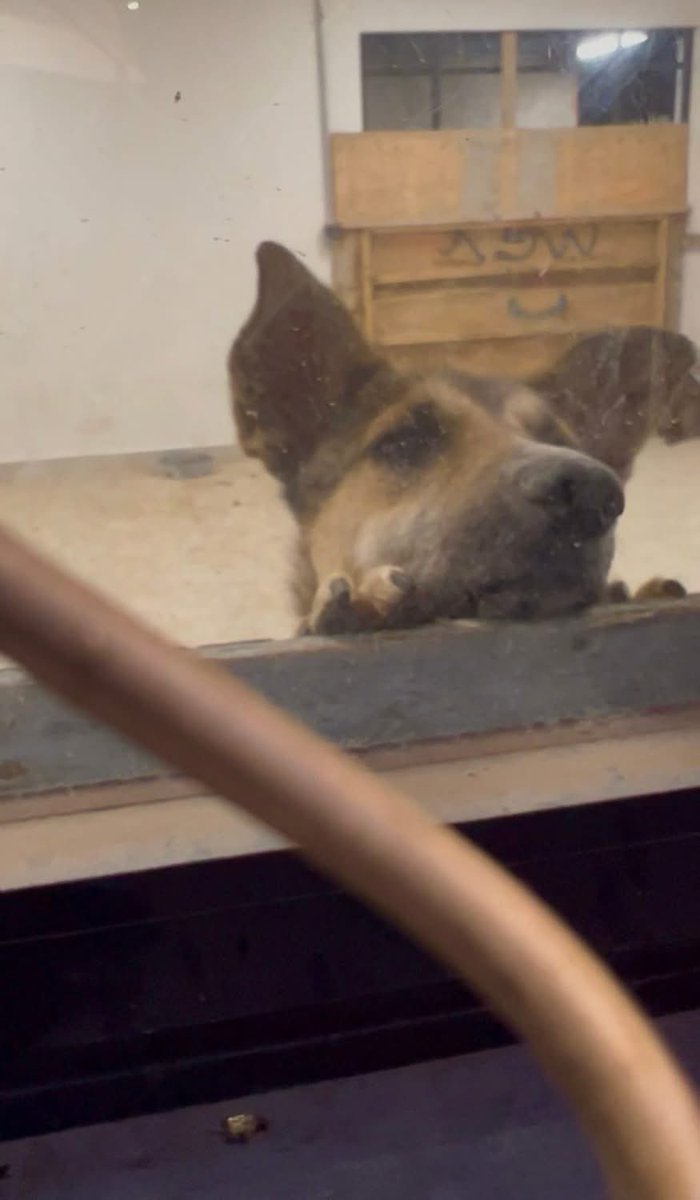 Elena Chávez tweet media