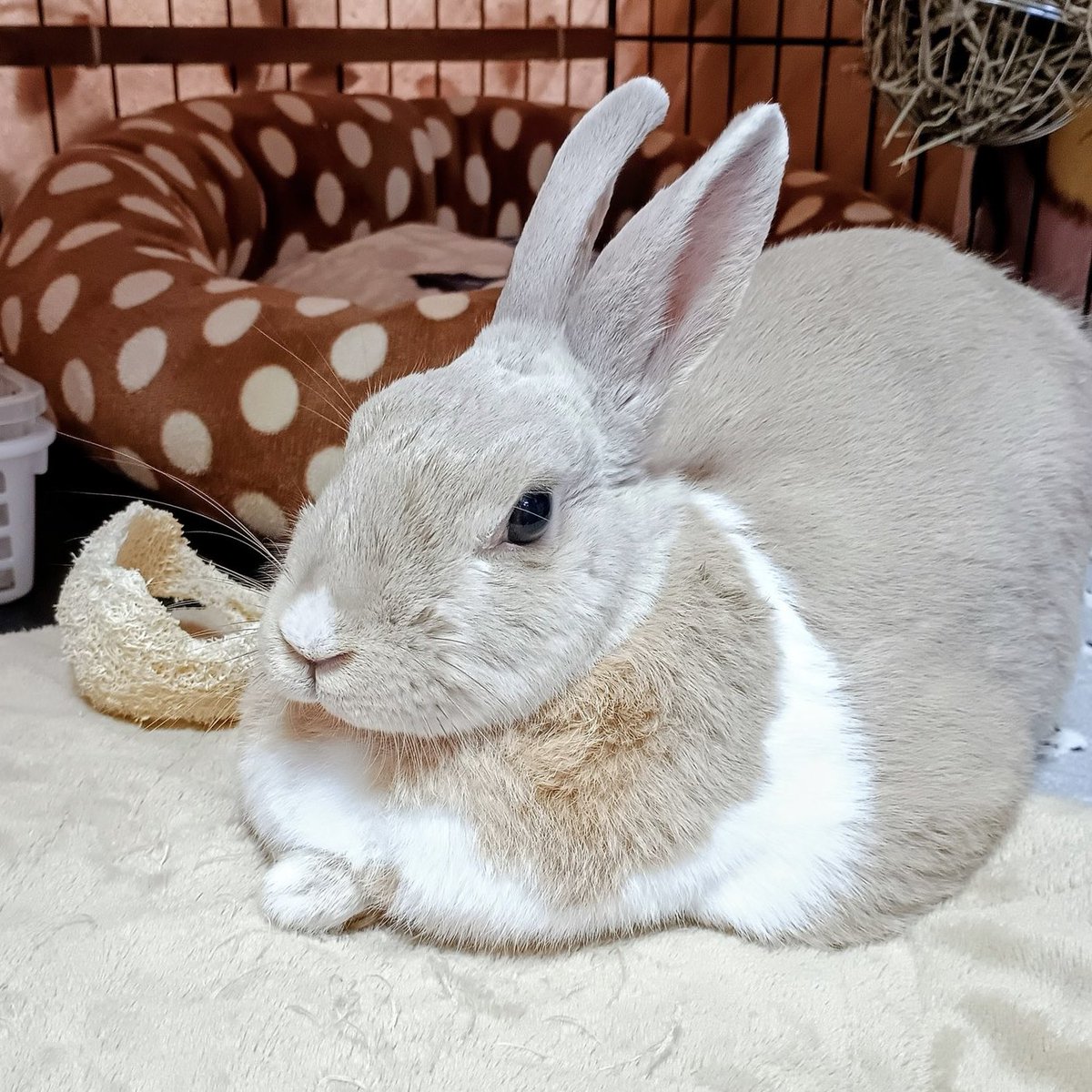 赤色うさぎ tweet media