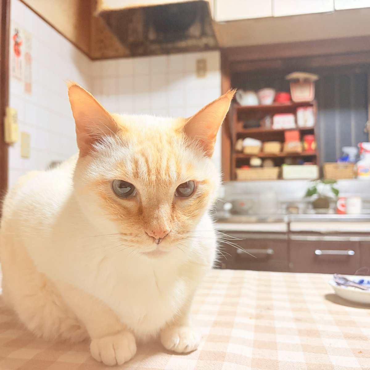 高知のヒーロン tweet media