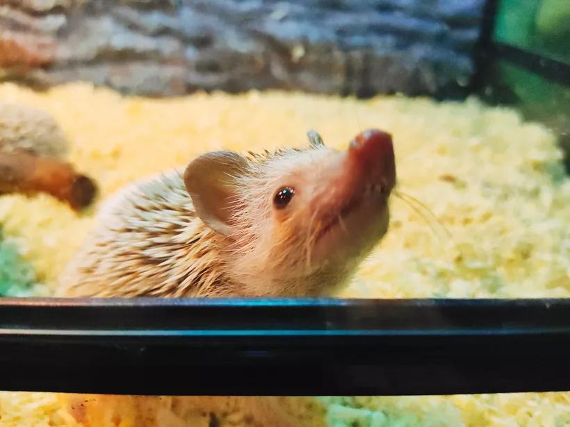 StrepkaAttilane's tweet image. "Your fur baby’s quiet nuzzle, a tired tail wag after work, a stolen sock (oops)—all the messy, warm moments that make a house a home.  #PetLove #HomeWithPets"