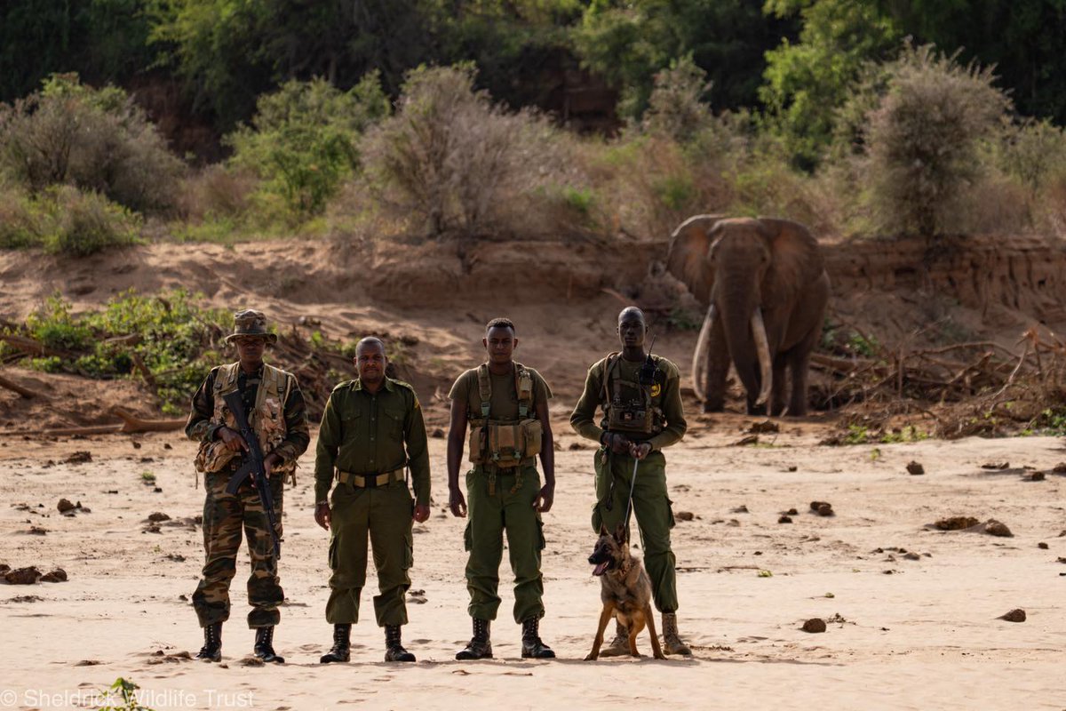 Sheldrick Wildlife Trust tweet media