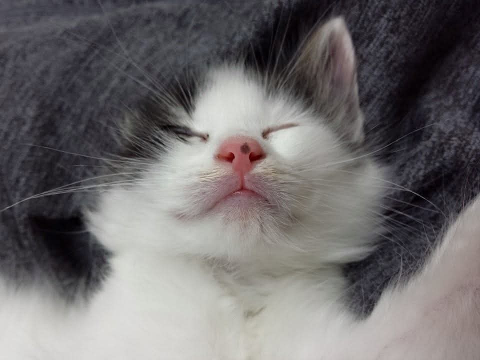 くまルイ❤😺🩵🧸💜 tweet media