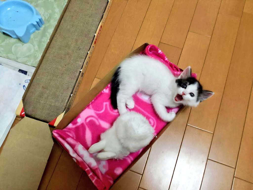 くまルイ❤😺🩵🧸💜 tweet media