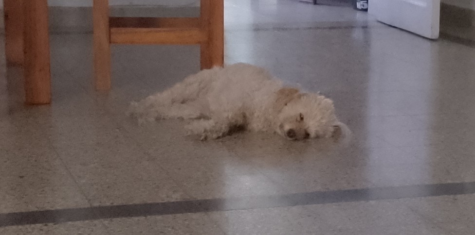 Cuasimoda tweet media