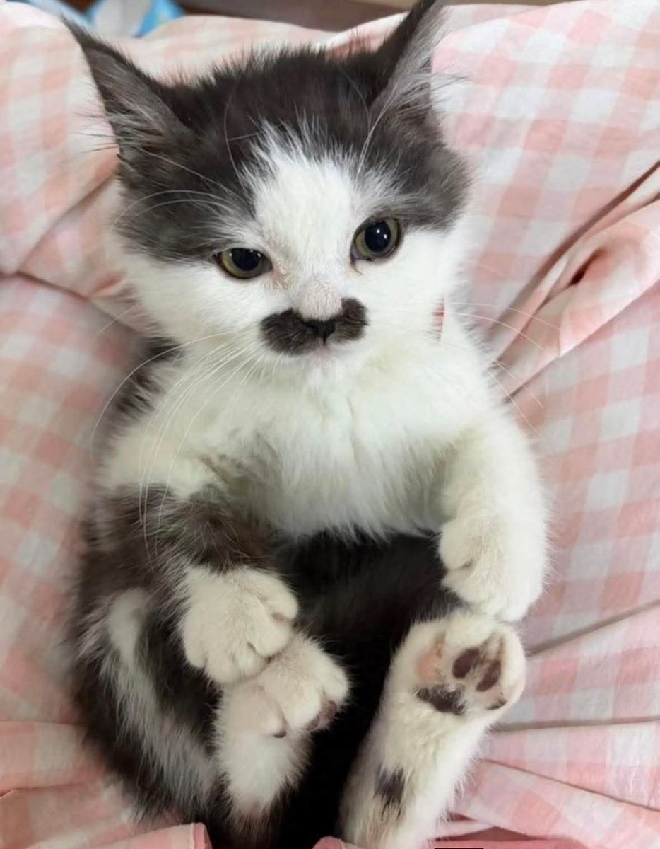 🌻TheMemeGirlSv🌻 tweet media