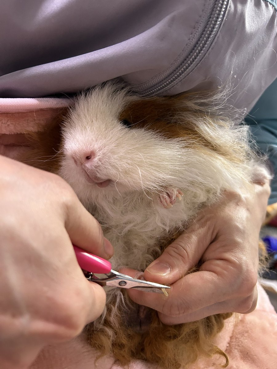 ごまーみん@充電中 tweet media