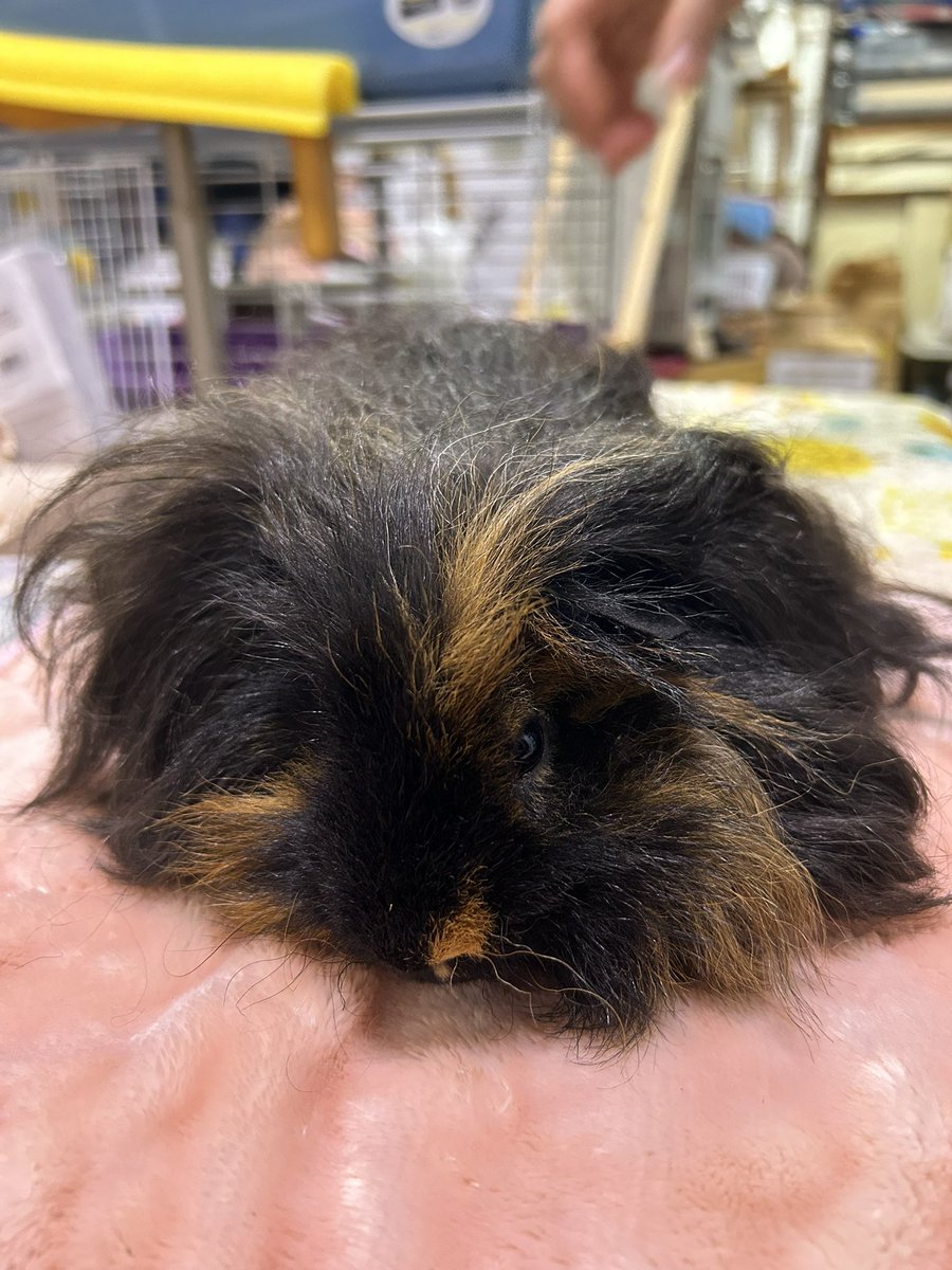 ごまーみん@充電中 tweet media