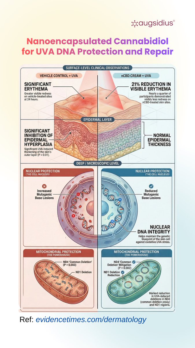 augsidius's tweet photo. Read more: https://t.co/rajJSNPNAx

A recent pilot randomized clinical study published in the Journal of the American Academy of Dermatology evaluates the role of topical nanoencapsulated cannabidiol (nCBD) in mitigating UVA-induced skin damage.

#Sun #Dermatology #Cannabidiol https://t.co/owFjlSiCeD